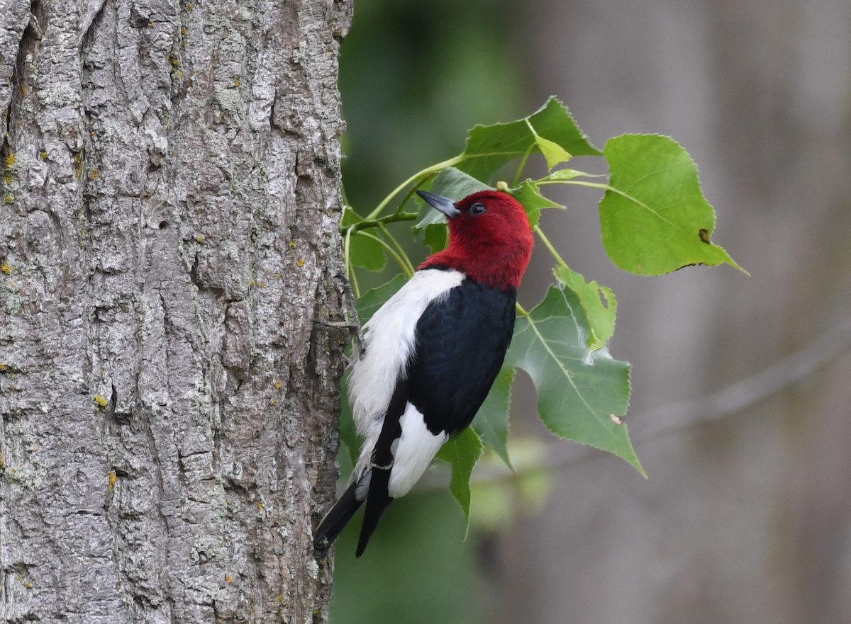 Red-headed Woodpecker - ML620018110