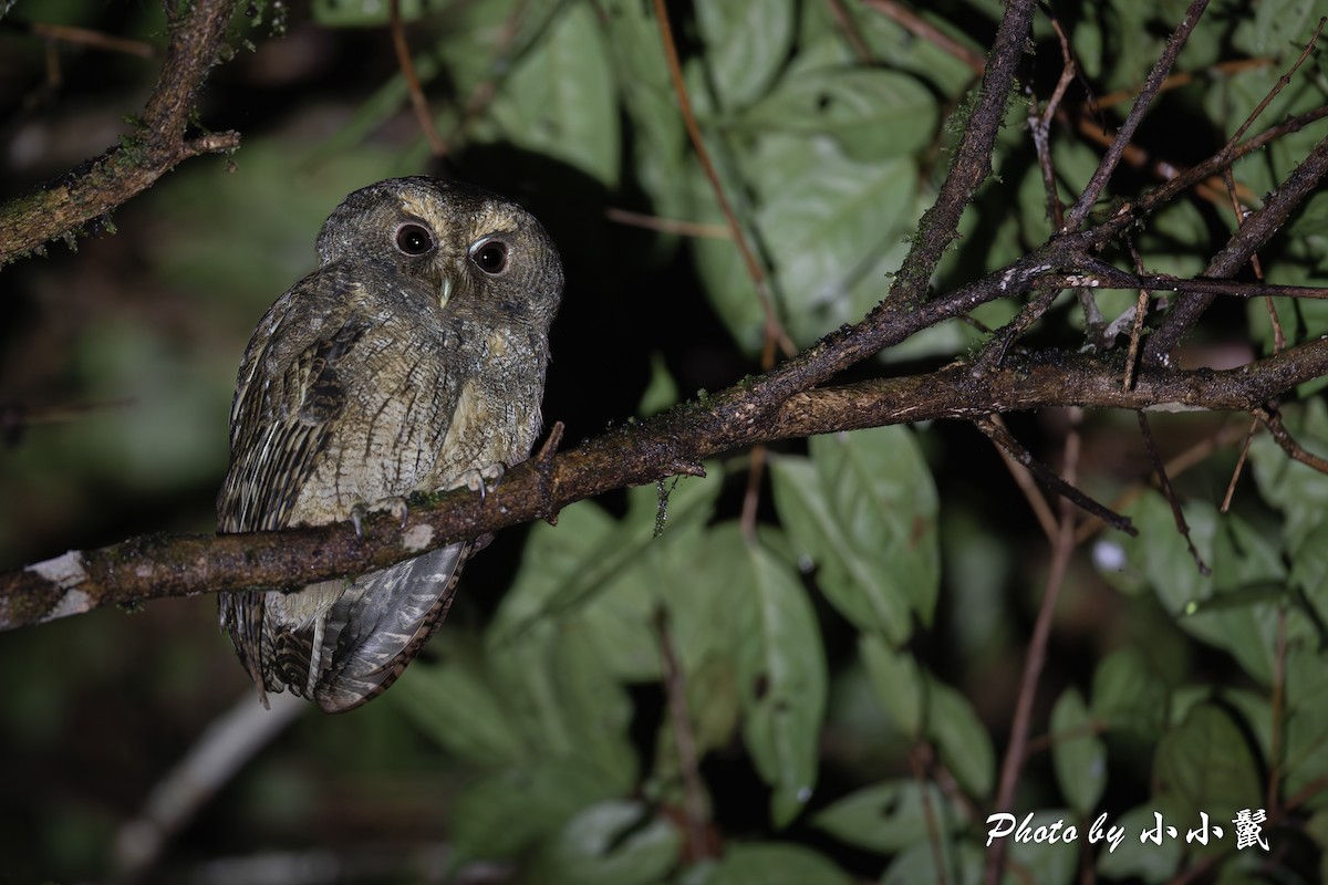 Rufescent Screech-Owl (Rufescent) - ML620018123