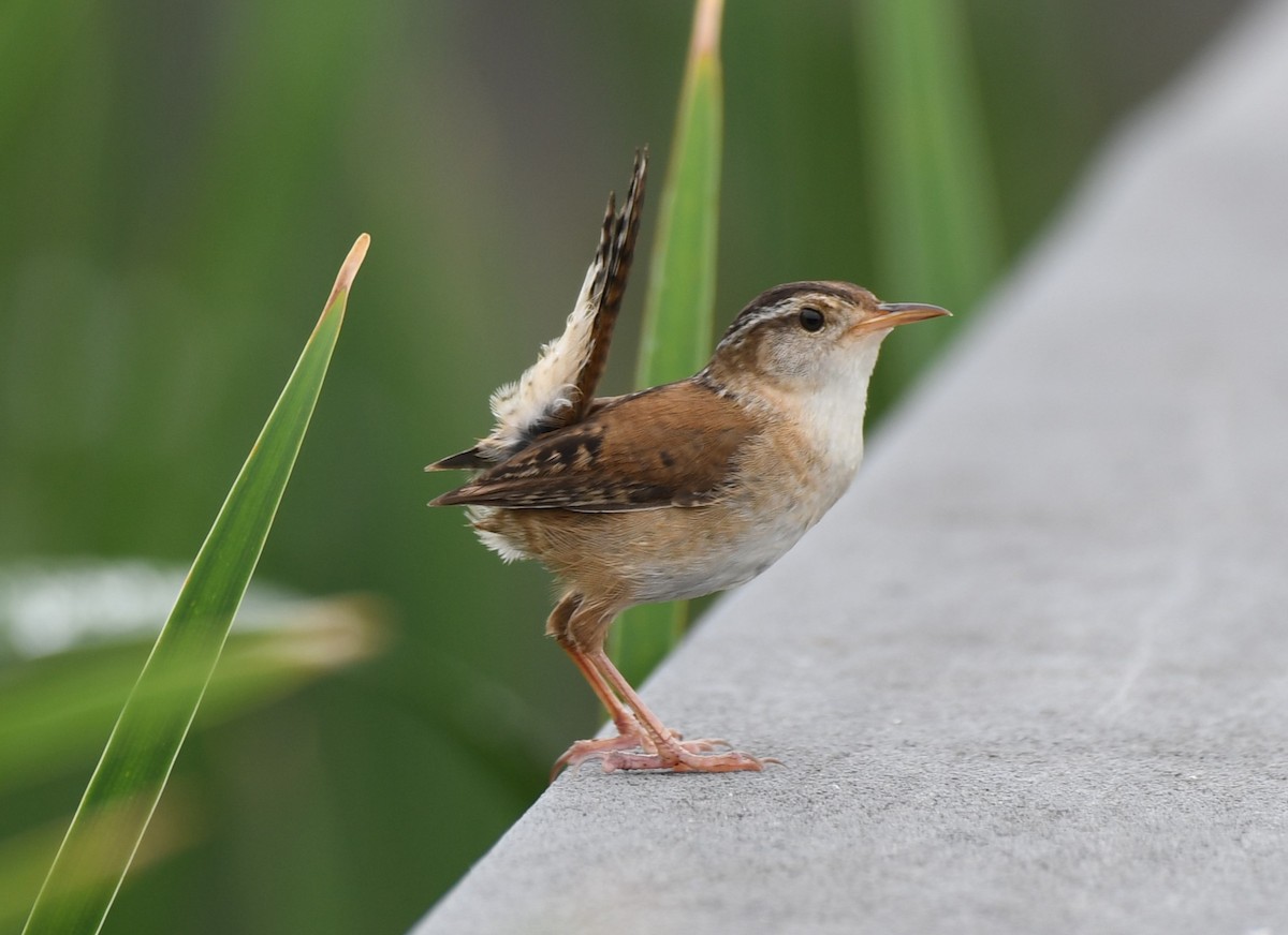 Marsh Wren - Tim Schadel