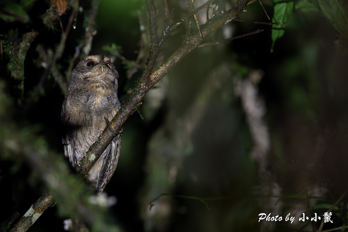 Rufescent Screech-Owl (Rufescent) - ML620018127