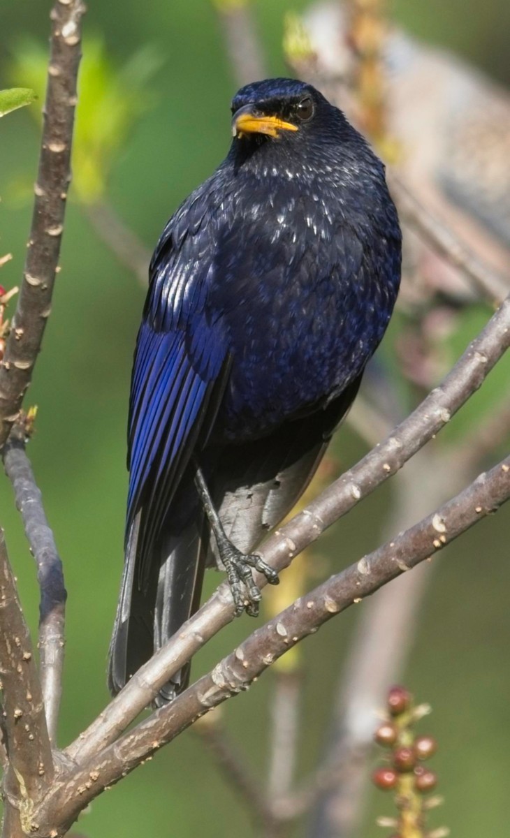 Blue Whistling-Thrush - ML620018138