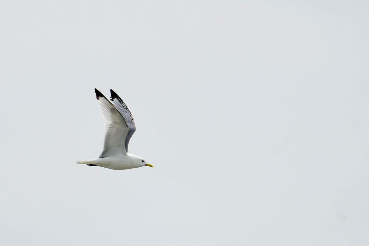 Mouette tridactyle - ML620018158