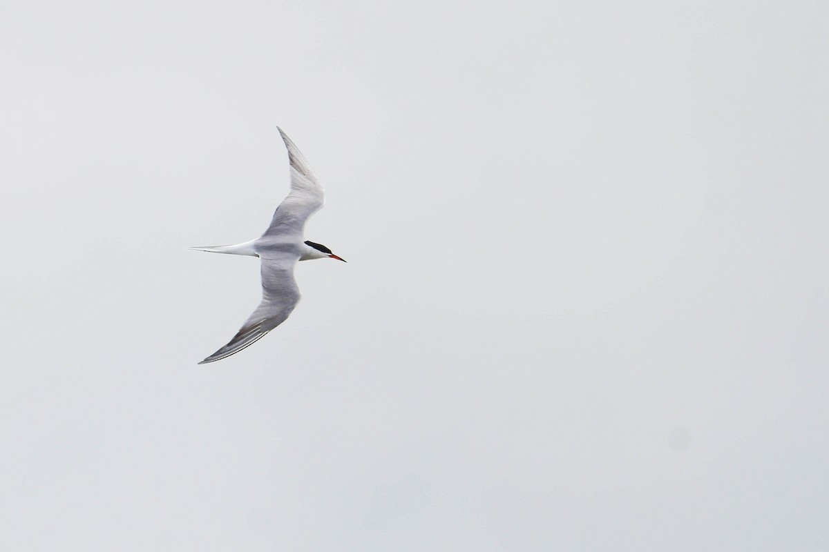 Common Tern - ML620018160