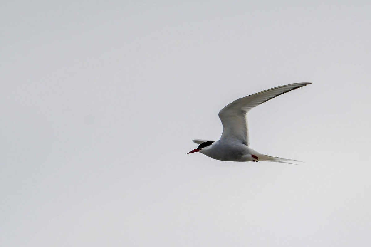 Arctic Tern - ML620018164