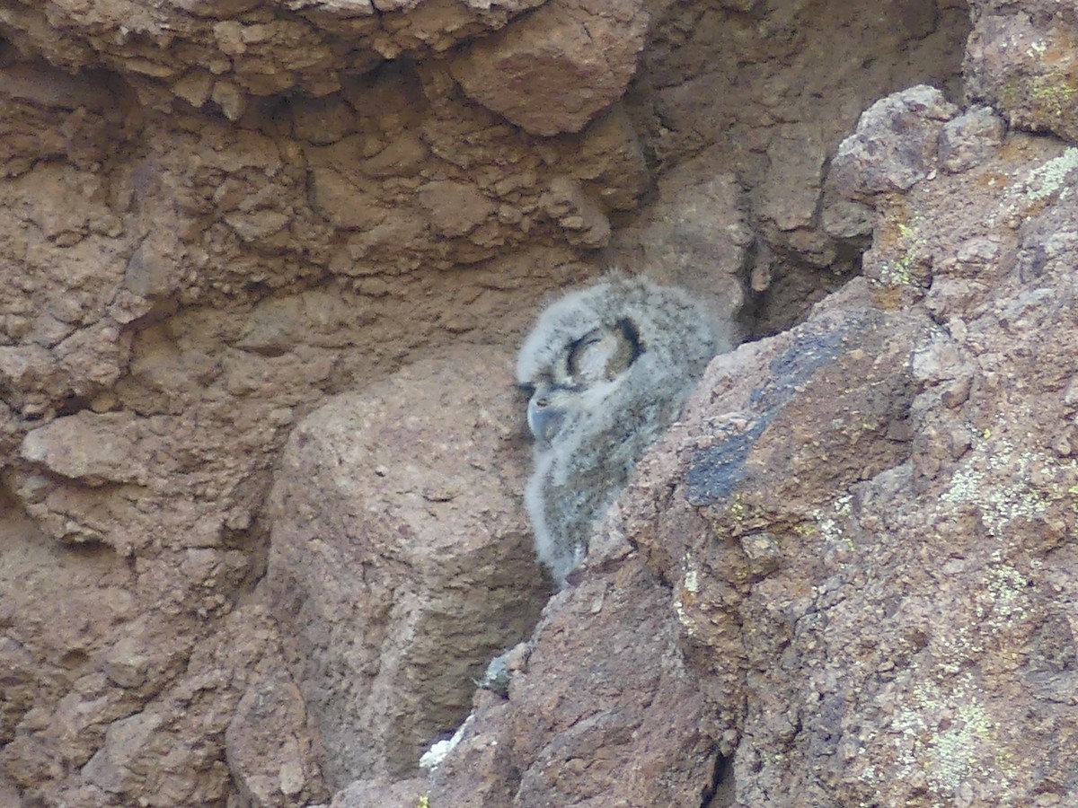 Great Horned Owl - ML620018167