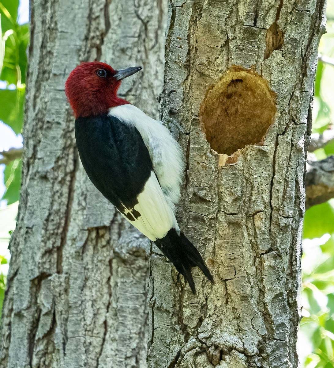 Red-headed Woodpecker - ML620018181