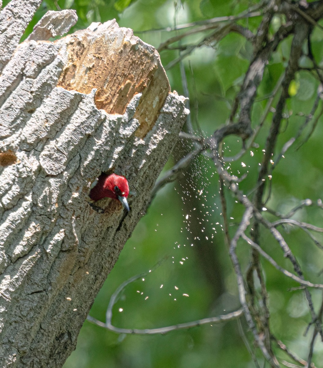 Red-headed Woodpecker - ML620018182