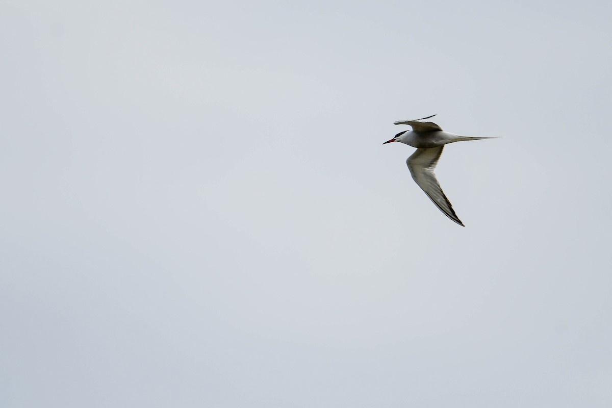Common Tern - ML620018185