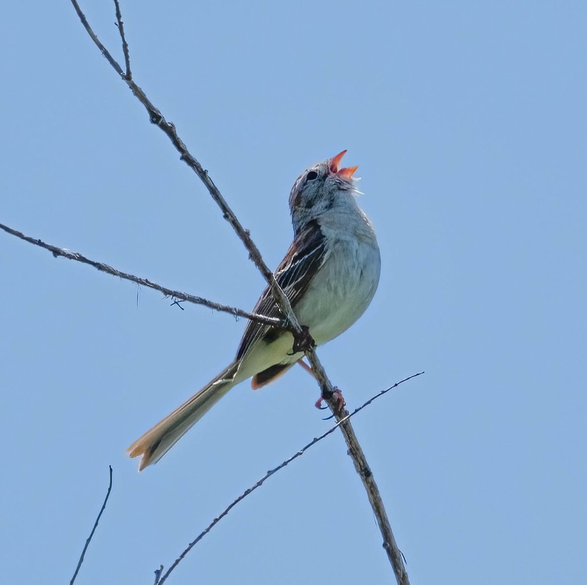 Field Sparrow - ML620018199