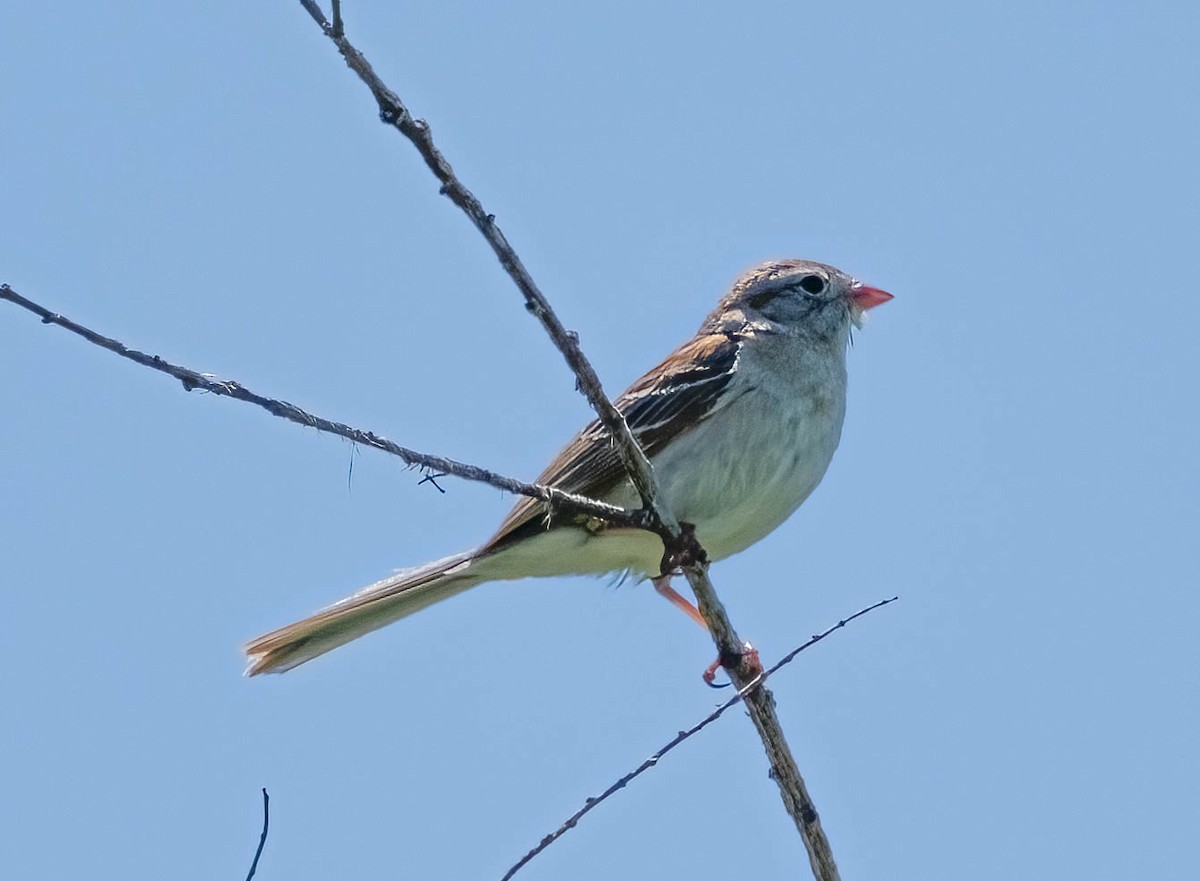 Field Sparrow - ML620018200