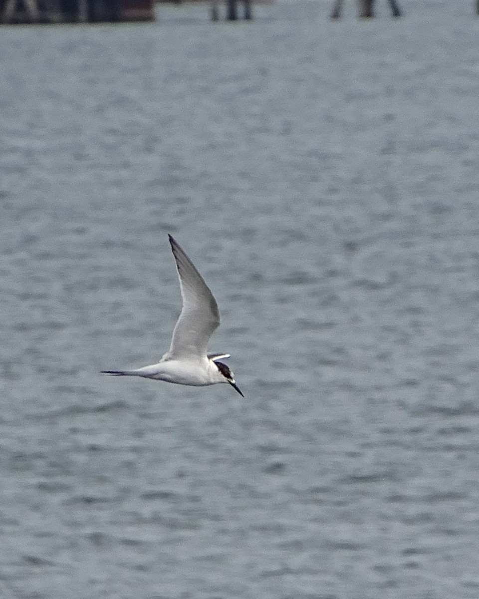 White-fronted Tern - ML620018201