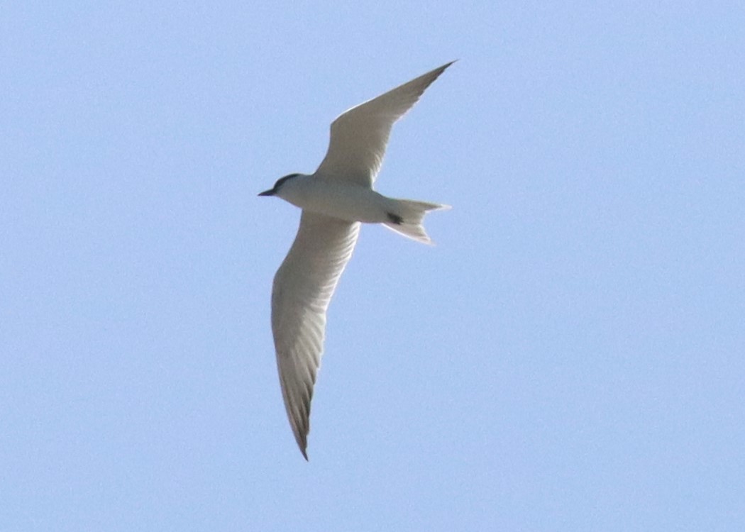 Gull-billed Tern - ML620018203