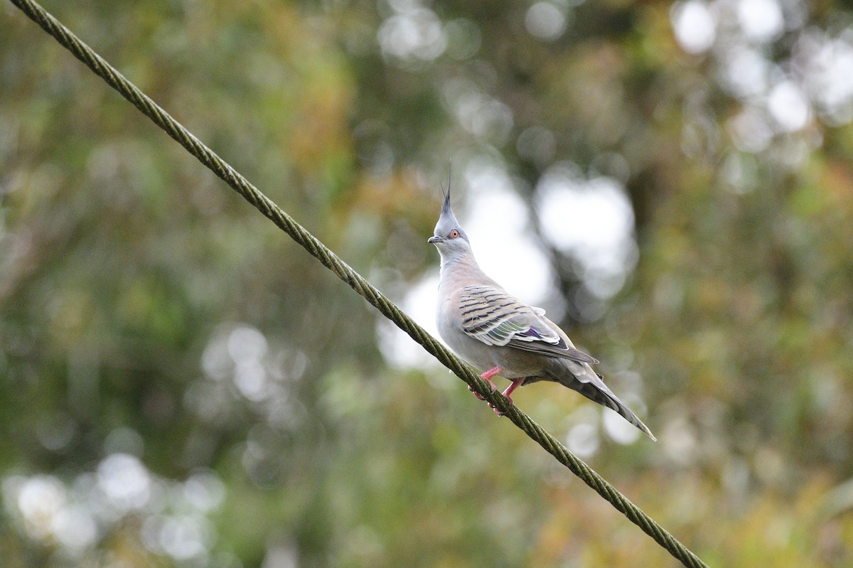 Crested Pigeon - ML620018204
