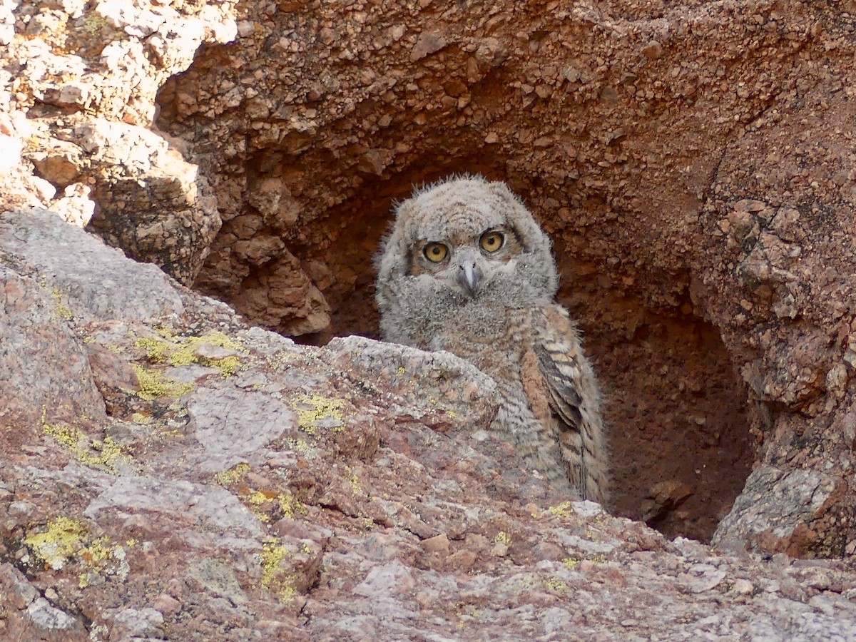 Great Horned Owl - ML620018206