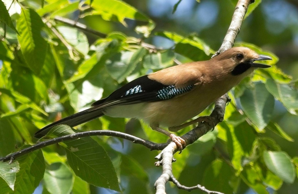 Eurasian Jay - ML620018208