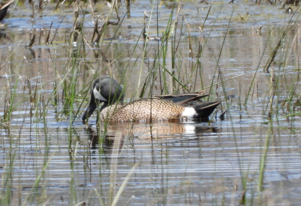 Blue-winged Teal - ML620018220