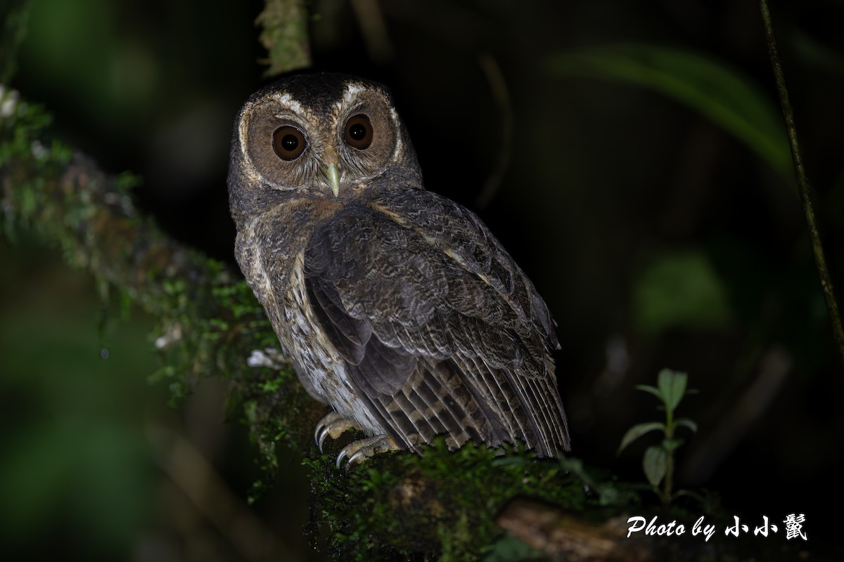 Mottled Owl - ML620018222