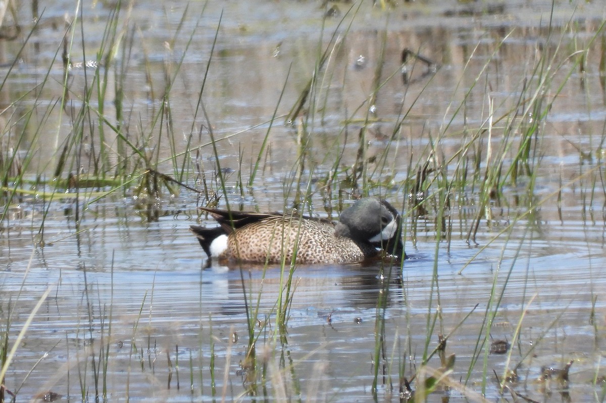 Blue-winged Teal - ML620018223