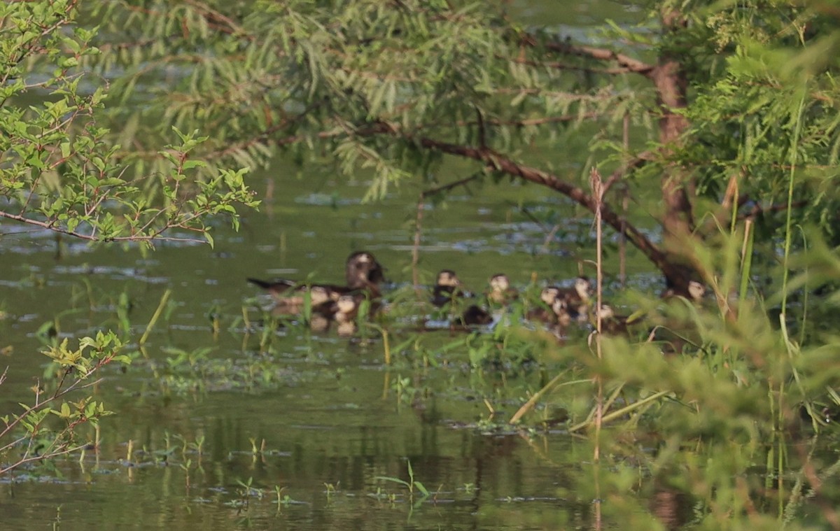 Wood Duck - ML620018231