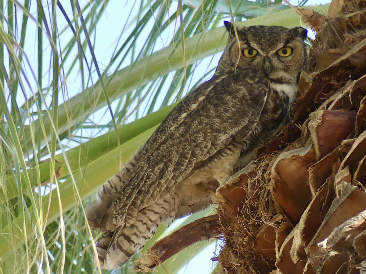 Great Horned Owl - ML620018237