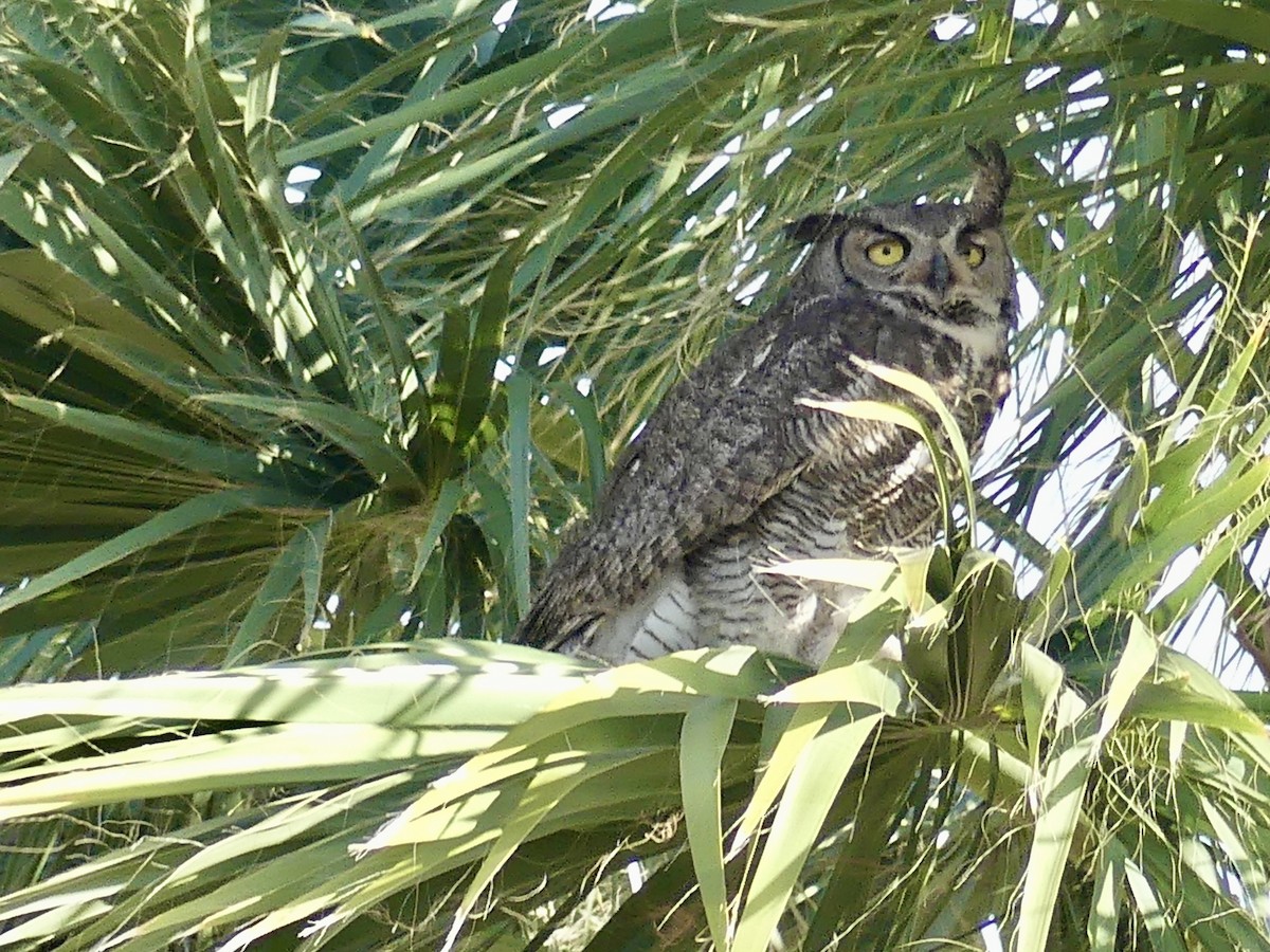 Great Horned Owl - ML620018238