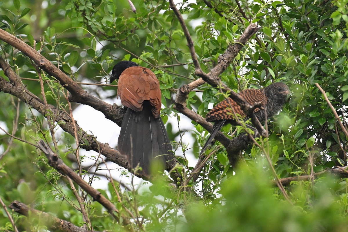 Grand Coucal (groupe sinensis) - ML620018241
