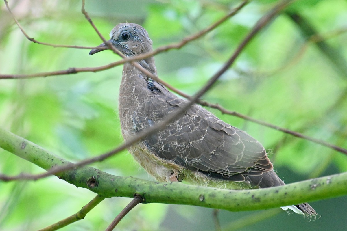 Red Collared-Dove - ML620018243