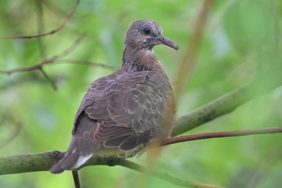 Red Collared-Dove - ML620018244