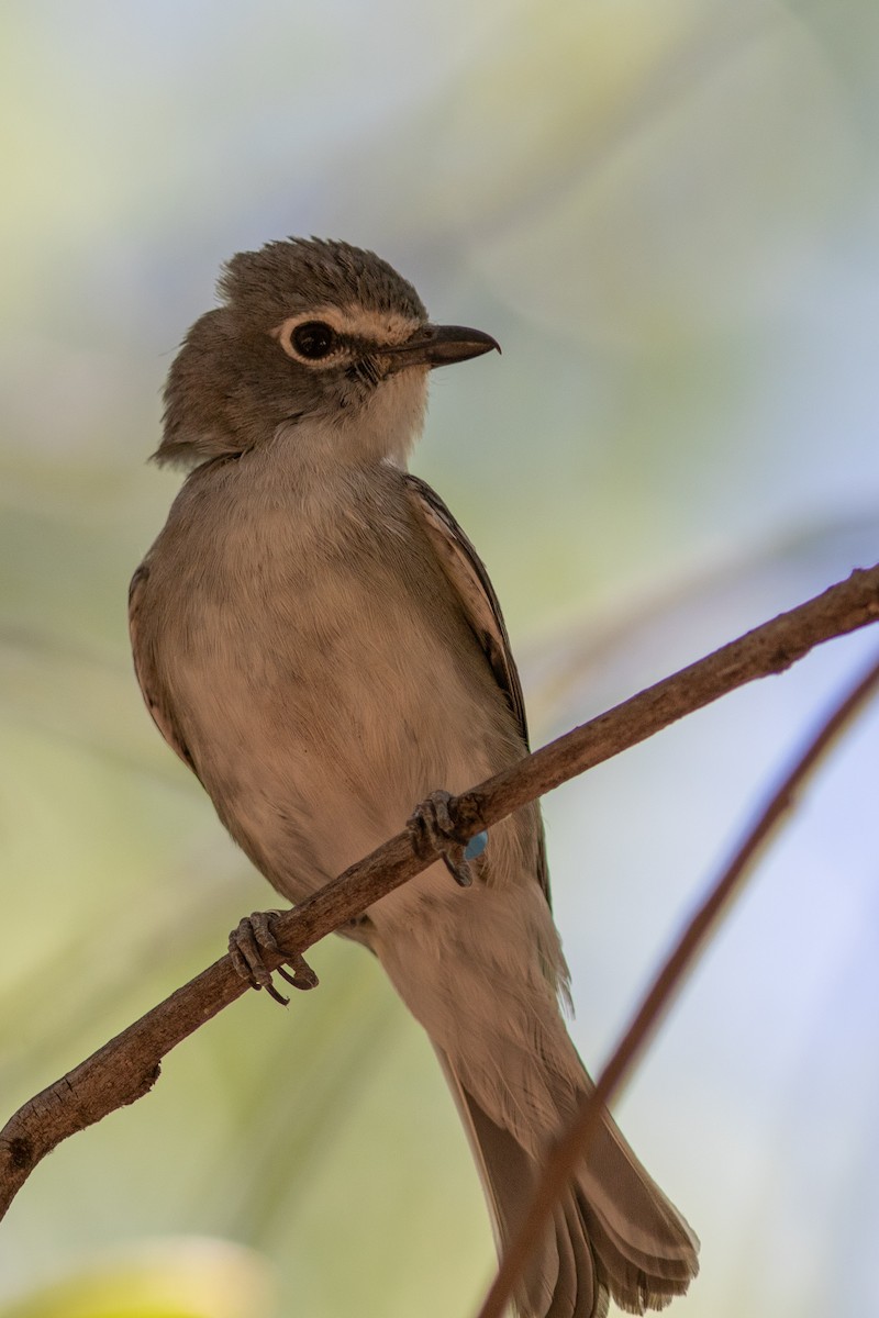 Plumbeous Vireo - ML620018245