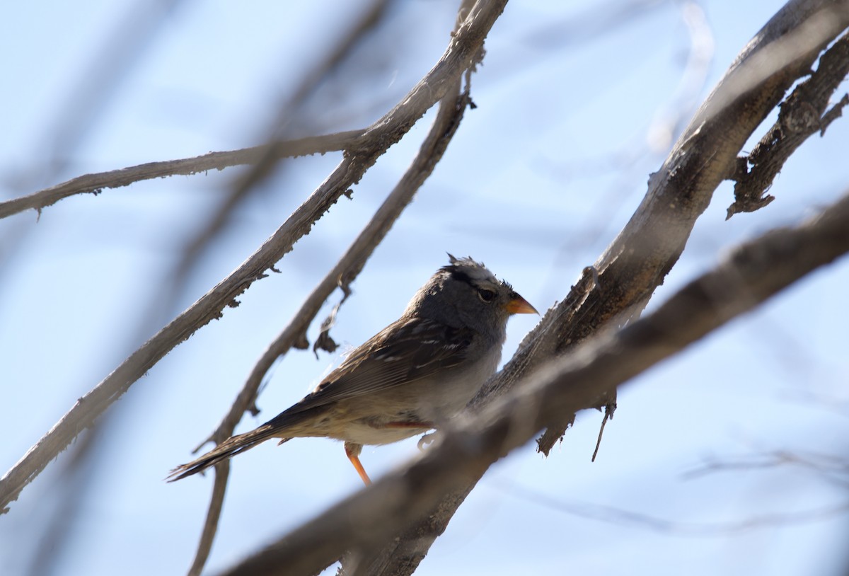White-crowned Sparrow (Gambel's) - ML620018253
