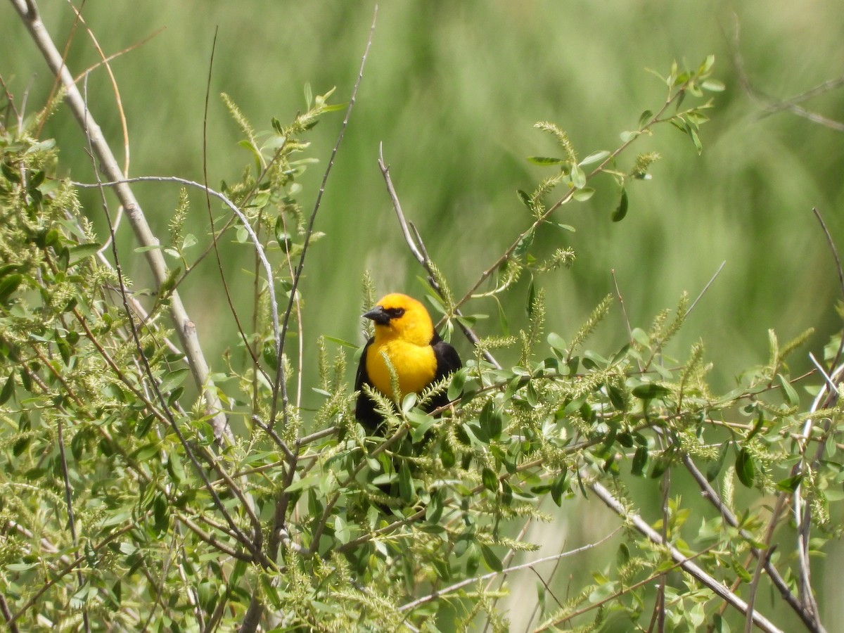Yellow-headed Blackbird - ML620018260