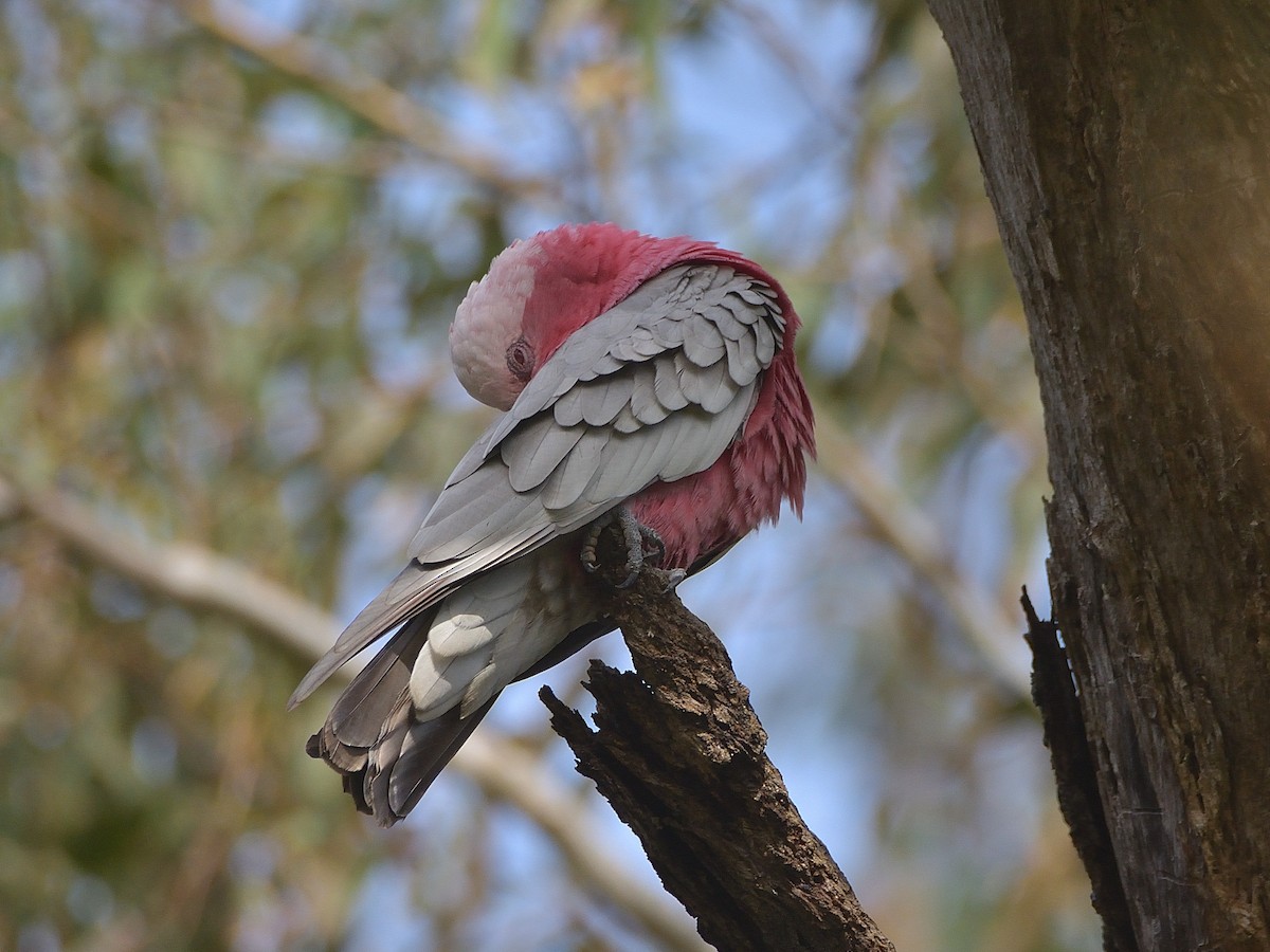 kakadu růžový - ML620018262