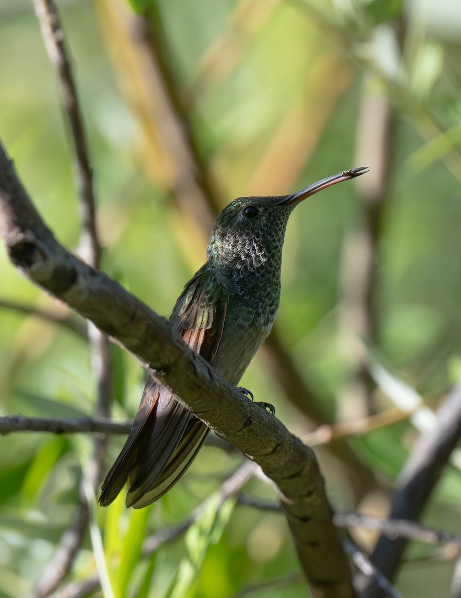 kolibřík mexický - ML620018283