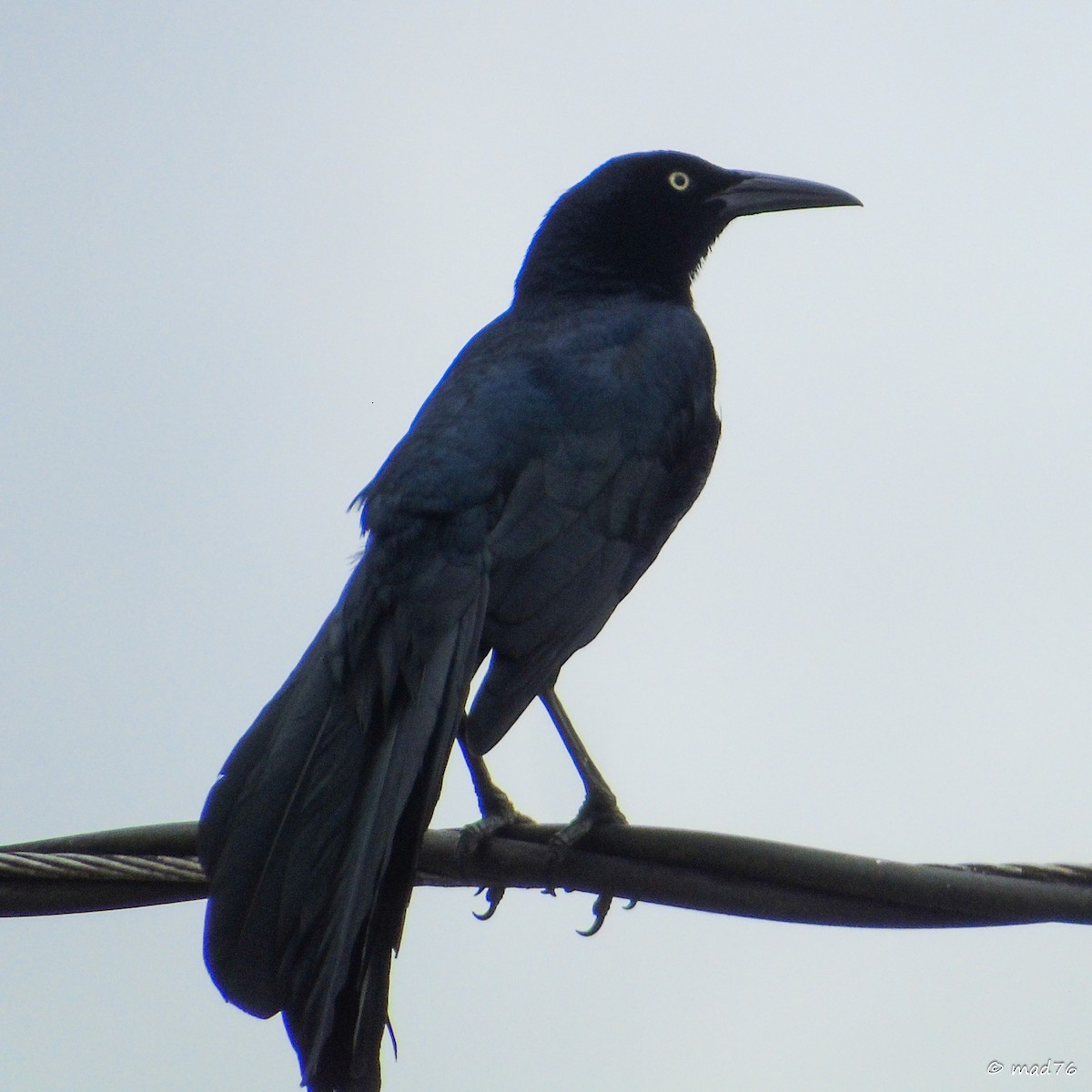 Great-tailed Grackle - ML620018292