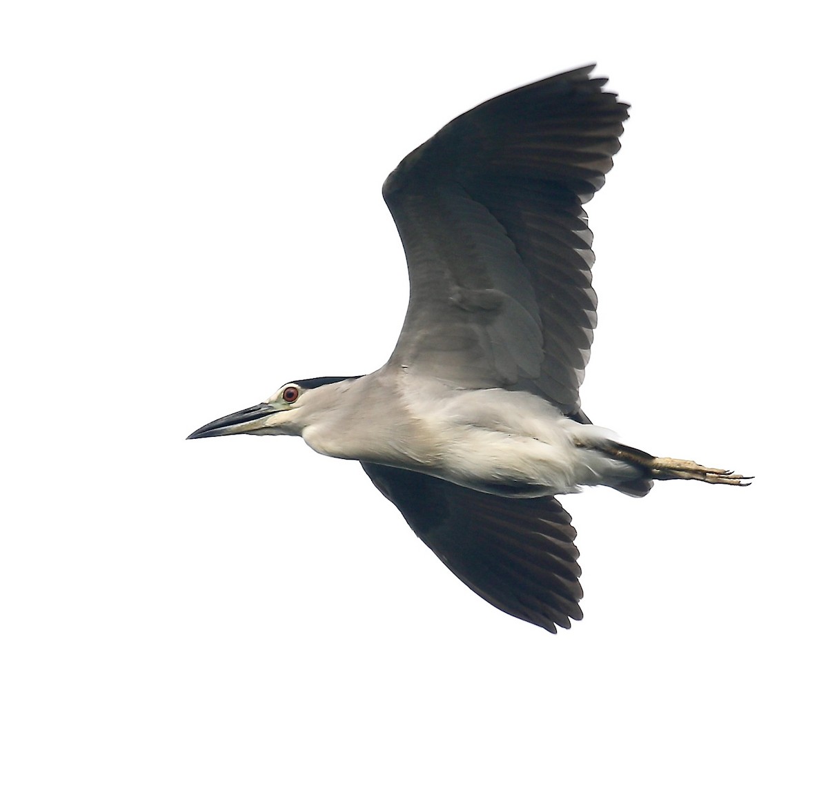 Black-crowned Night Heron - ML620018304