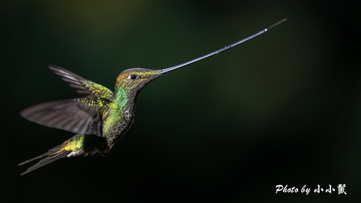 kolibřík mečozobec - ML620018313