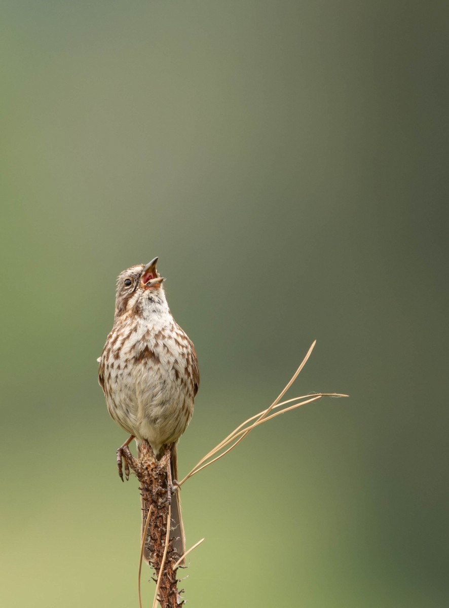 Song Sparrow - ML620018318