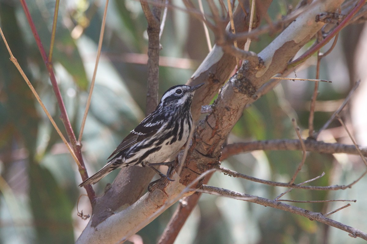 Black-and-white Warbler - ML620018332
