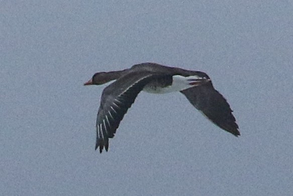 Greater White-fronted Goose - ML620018333