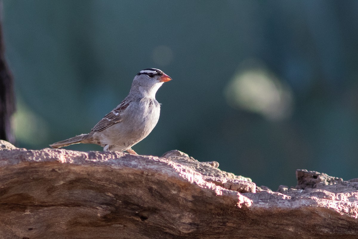 White-crowned Sparrow (Dark-lored) - ML620018335
