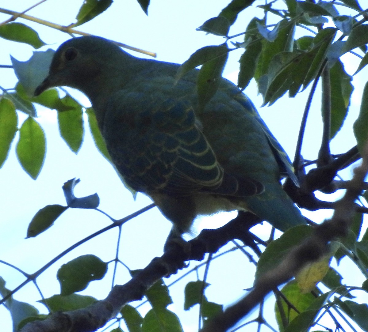 Rose-crowned Fruit-Dove - ML620018339