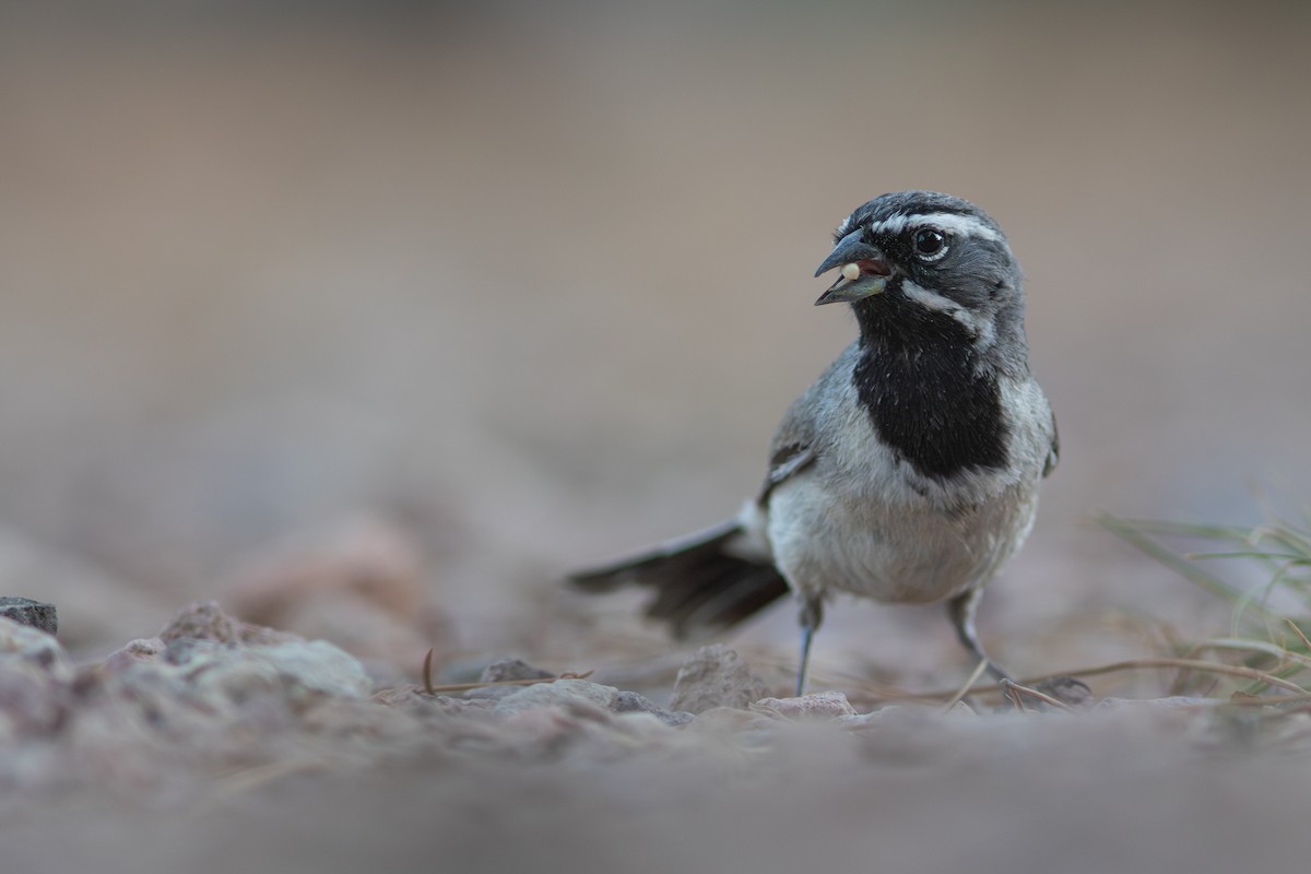 Black-throated Sparrow - ML620018341