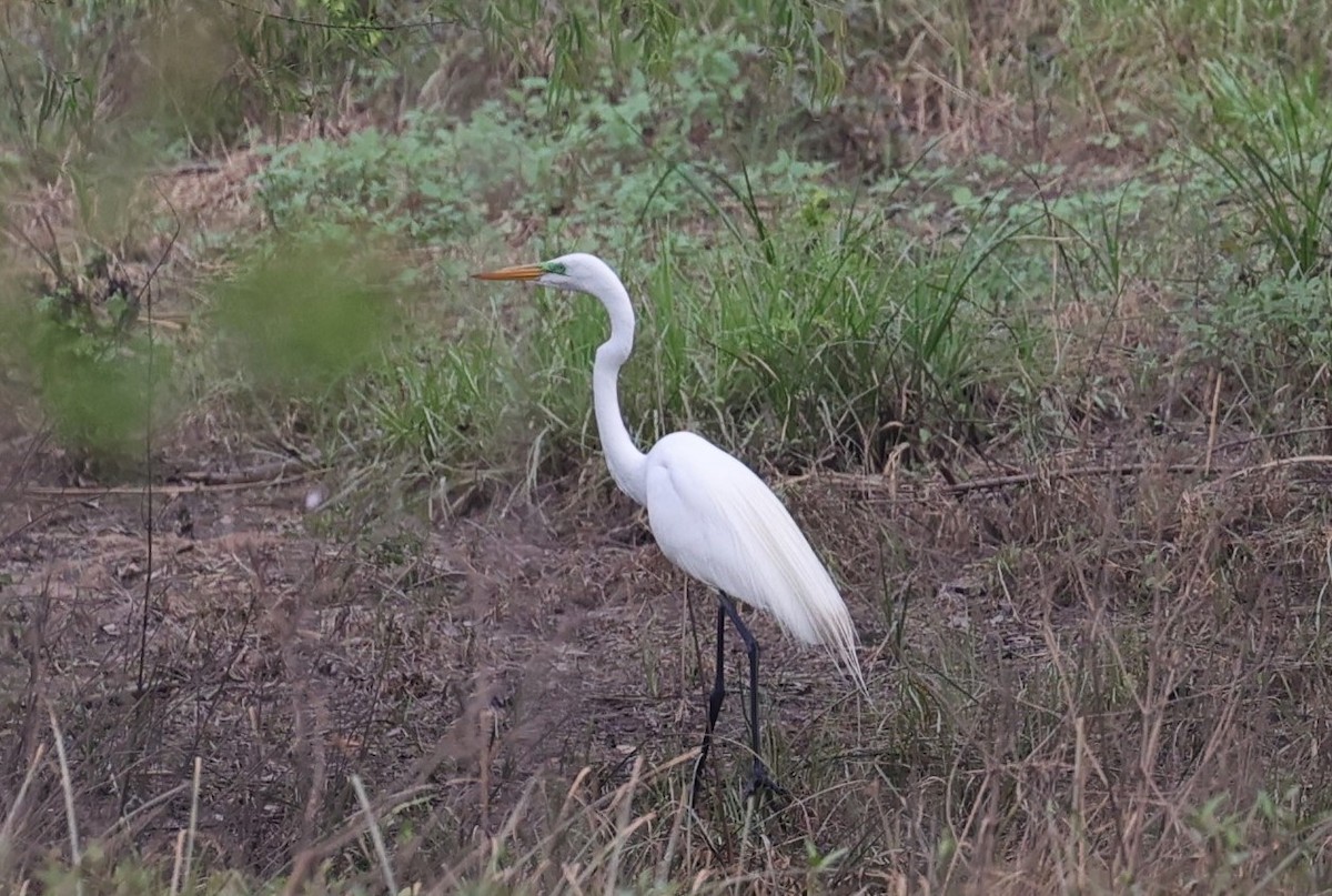 Grande Aigrette - ML620018342