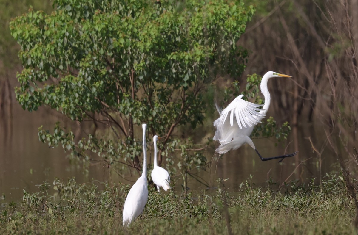 Great Egret - ML620018343