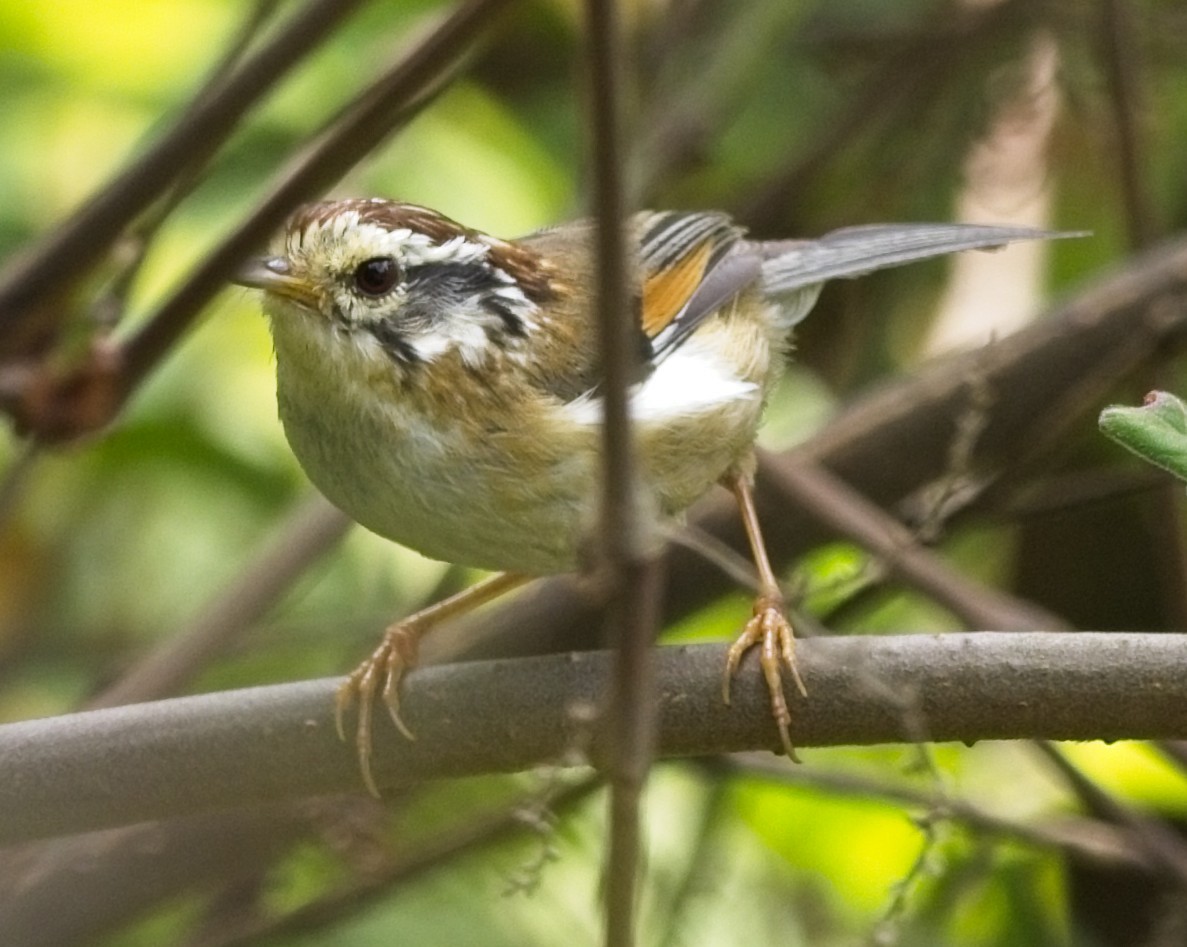 Rufous-winged Fulvetta - ML620018364