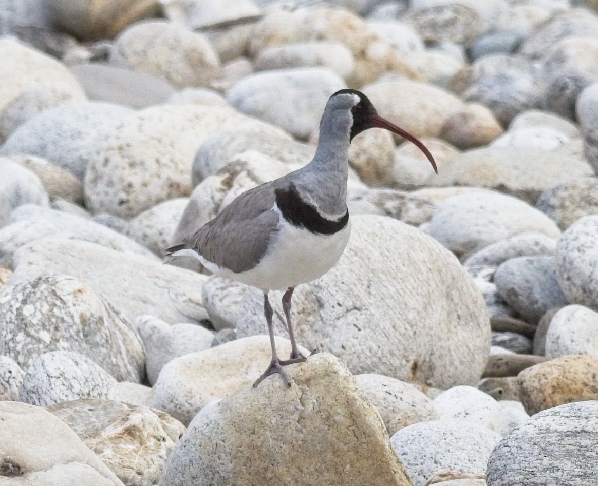 Bec-d'ibis tibétain - ML620018374