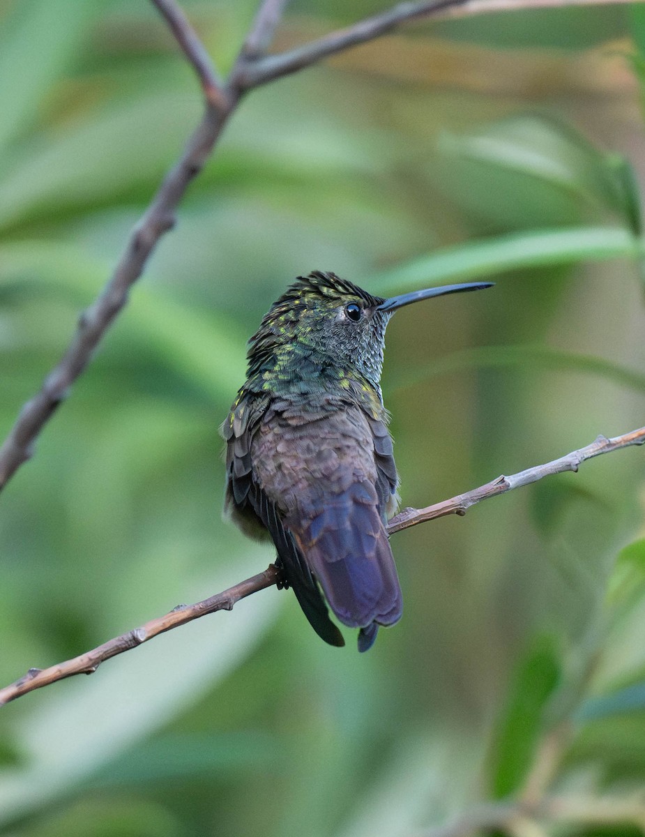 kolibřík mexický - ML620018375