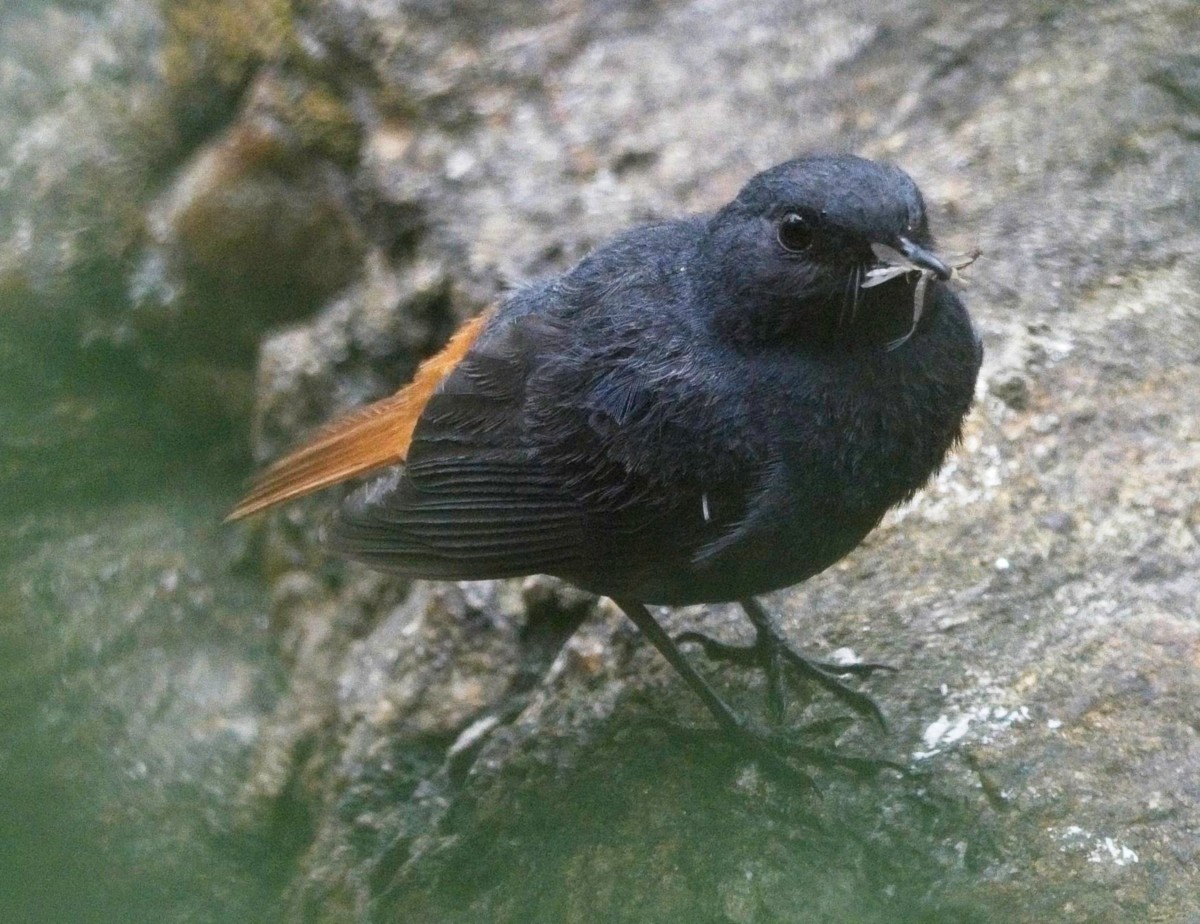 Plumbeous Redstart - ML620018376