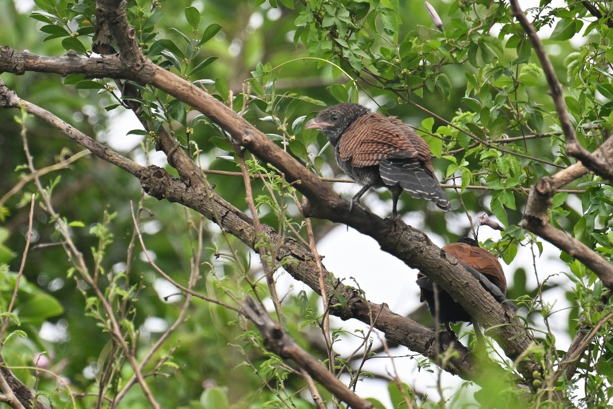 Greater Coucal (Greater) - ML620018377