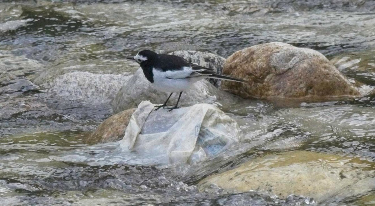 White Wagtail - Nikhil Patwardhan